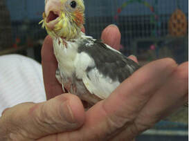 Pied Male bird in Missoula